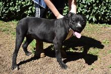 CEDRICK, Hund, Molosser-Mix in Italien - Bild 7