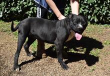 CEDRICK, Hund, Molosser-Mix in Italien - Bild 8