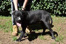 CEDRICK, Hund, Molosser-Mix in Italien - Bild 9