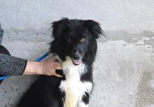 BALVEER, Hund, Border Collie-Mix in Italien - Bild 1