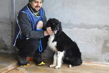 BALVEER, Hund, Border Collie-Mix in Italien - Bild 10