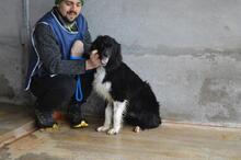 BALVEER, Hund, Border Collie-Mix in Italien - Bild 11