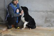 BALVEER, Hund, Border Collie-Mix in Italien - Bild 2