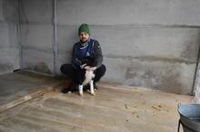BALVEER, Hund, Border Collie-Mix in Italien - Bild 3