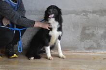 BALVEER, Hund, Border Collie-Mix in Italien - Bild 5