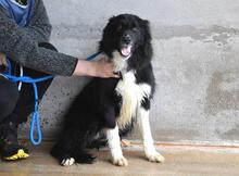 BALVEER, Hund, Border Collie-Mix in Italien - Bild 6
