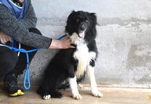 BALVEER, Hund, Border Collie-Mix in Italien - Bild 7