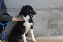 BALVEER, Hund, Border Collie-Mix in Italien - Bild 8