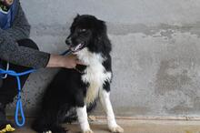 BALVEER, Hund, Border Collie-Mix in Italien - Bild 9