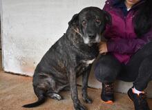 ABBEY, Hund, Mischlingshund in Italien - Bild 1