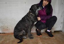 ABBEY, Hund, Mischlingshund in Italien - Bild 10