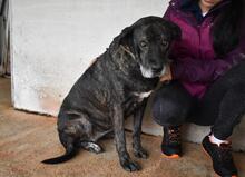 ABBEY, Hund, Mischlingshund in Italien - Bild 11