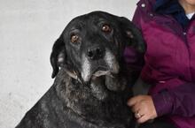 ABBEY, Hund, Mischlingshund in Italien - Bild 2