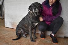 ABBEY, Hund, Mischlingshund in Italien - Bild 3