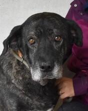 ABBEY, Hund, Mischlingshund in Italien - Bild 4