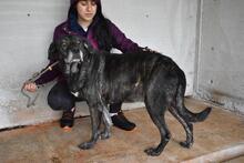 ABBEY, Hund, Mischlingshund in Italien - Bild 5