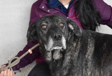 ABBEY, Hund, Mischlingshund in Italien - Bild 6
