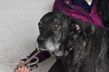 ABBEY, Hund, Mischlingshund in Italien - Bild 7