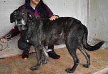 ABBEY, Hund, Mischlingshund in Italien - Bild 8