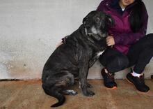 ABBEY, Hund, Mischlingshund in Italien - Bild 9
