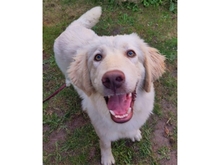GIULIO, Hund, Mischlingshund in Mülheim - Bild 1