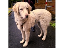 GIULIO, Hund, Mischlingshund in Mülheim - Bild 2