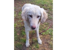 GIULIO, Hund, Mischlingshund in Mülheim - Bild 3