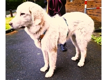 GIULIO, Hund, Mischlingshund in Mülheim - Bild 4
