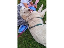 GIULIO, Hund, Mischlingshund in Mülheim - Bild 5