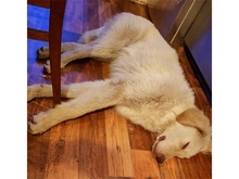 GIULIO, Hund, Mischlingshund in Mülheim - Bild 6