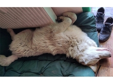 GIULIO, Hund, Mischlingshund in Mülheim - Bild 7