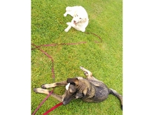 GIULIO, Hund, Mischlingshund in Mülheim - Bild 8