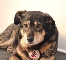 FESTA, Hund, Mischlingshund in Duisburg - Bild 1