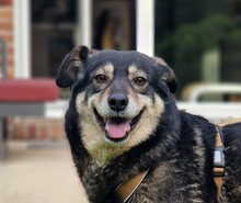 FESTA, Hund, Mischlingshund in Duisburg - Bild 2