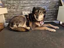 FESTA, Hund, Mischlingshund in Duisburg - Bild 4