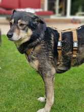 FESTA, Hund, Mischlingshund in Duisburg - Bild 5