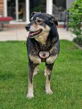 FESTA, Hund, Mischlingshund in Duisburg - Bild 6
