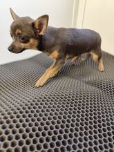 ROSALIE, Hund, Chihuahua-Yorkie Mischling in Slowakische Republik - Bild 1