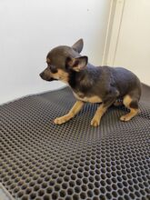 ROSALIE, Hund, Chihuahua-Yorkie Mischling in Slowakische Republik - Bild 2