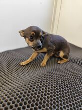 ROSALIE, Hund, Chihuahua-Yorkie Mischling in Slowakische Republik - Bild 3