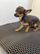 ROSALIE, Hund, Chihuahua-Yorkie Mischling in Slowakische Republik - Bild 4