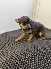 ROSALIE, Hund, Chihuahua-Yorkie Mischling in Slowakische Republik - Bild 5