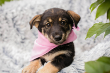 CHIPNR231911, Hund, Mischlingshund in Kroatien - Bild 1