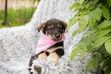CHIPNR231911, Hund, Mischlingshund in Kroatien - Bild 5