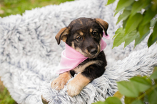 CHIPNR231911, Hund, Mischlingshund in Kroatien - Bild 6