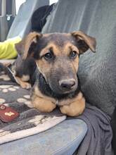 DODO4, Hund, Mischlingshund in Ungarn - Bild 1