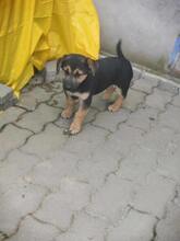 DODO4, Hund, Mischlingshund in Ungarn - Bild 2