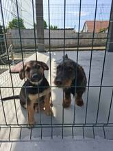 DODO4, Hund, Mischlingshund in Ungarn - Bild 3