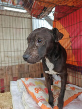 CHOCOLAT, Hund, Mischlingshund in Rumänien - Bild 2