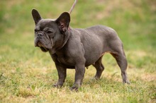 RAVELLA, Hund, Französische Bulldogge in Ungarn - Bild 1